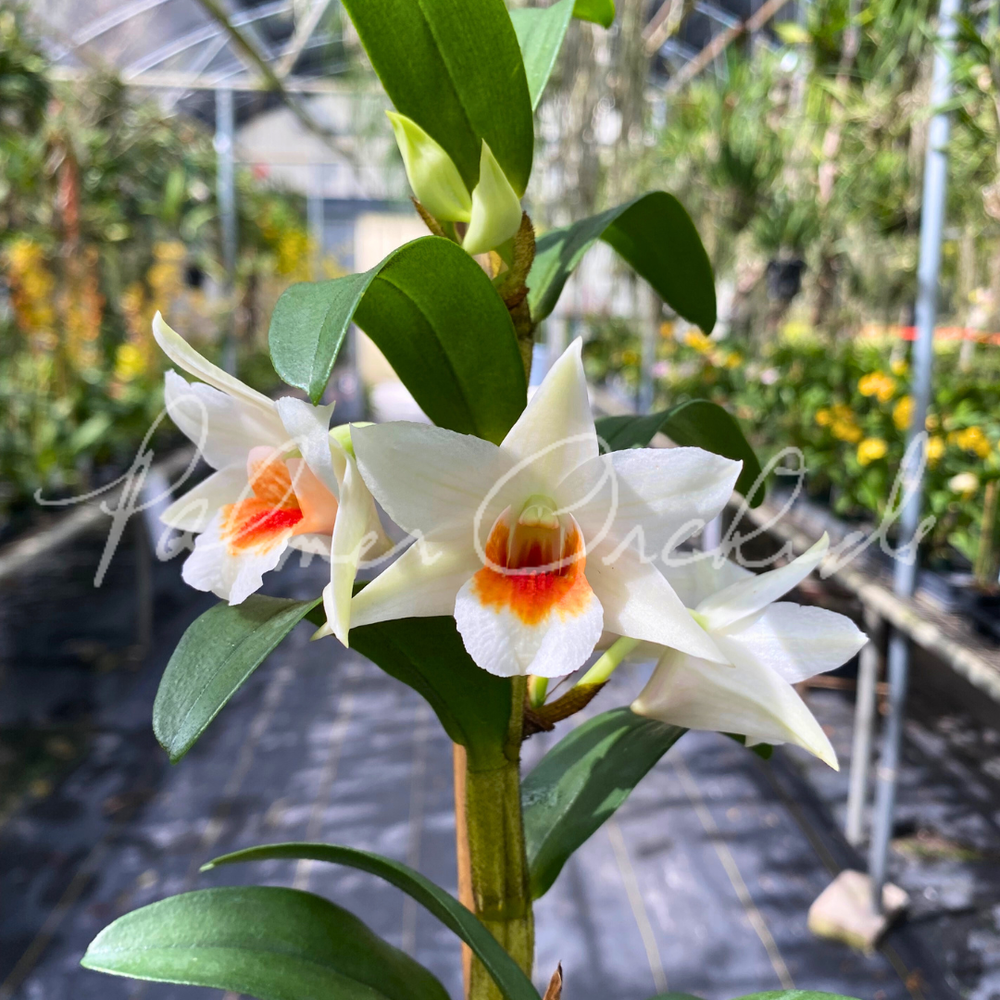 Den. Lori's Star — Palmer Orchids